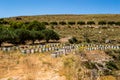 Colorful wooden beehives among olive trees