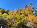 Colorful woodland scenery under dark blue sky in autumn Royalty Free Stock Photo