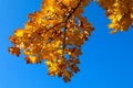 colorful yellow autumn maple leaves on the bright blue sky background Royalty Free Stock Photo