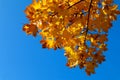 Colorful yellow autumn maple leaves on the bright blue sky background Royalty Free Stock Photo