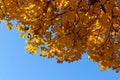 Colorful yellow autumn maple leaves on the bright blue sky background Royalty Free Stock Photo