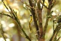 Colorful yellow and black caterpillar