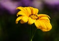 Yellow black-eyed or African daisy flower. soft green and purple background Royalty Free Stock Photo