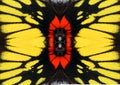 Colorful yellow black red butterfly wings Delias background texture, beautiful pattern. Royalty Free Stock Photo