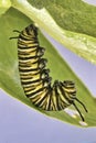 Colorful , yellow and black striped monarch catepillar.