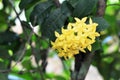 Colorful yellow blooms of Saraca asoca Royalty Free Stock Photo