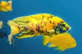 Colorful Yellow Blotched Peacock Cichlid Fish Waikiki Oahu Hawaii