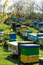 Colorful yellow blue wooden beehives in flower garden with many families of bees