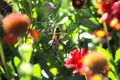 A colorful yellow, brown, red and black spider on a web eating its prey surrounded by red flowers and lush green leaves Royalty Free Stock Photo