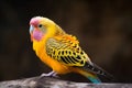 Colorful yellow budgie bird on black background. Generative ai