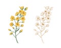 Colorful yellow canola flower and sketch of rapeseed. Two floral branches of rape plants. Contoured botanical elements