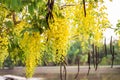 Colorful yellow cassia fistula flower bunch bloom hanging on tree branch, National flower of Thailand  Golden shower, Indian Royalty Free Stock Photo