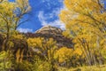 Yellow Cottonwood Trees White Rock Mountain Canyonlands Needles Utah Royalty Free Stock Photo