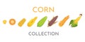 Colorful yellow corns in different styles vector illustration. Fresh cartoon organic corn vegetable and corny grains.