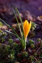 Colorful yellow crocus flower blooming on a sunny Spring da Royalty Free Stock Photo