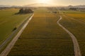 Aerial Sunrise View of Daffodil Fields in the Skagit Valley, Washington. Royalty Free Stock Photo