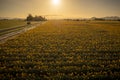 Aerial Sunrise View of Daffodil Fields in the Skagit Valley, Washington. Royalty Free Stock Photo