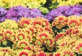 Colorful yellow daises flowers in the park Royalty Free Stock Photo