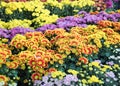 Colorful yellow daises flowers in the park Royalty Free Stock Photo