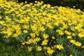 Colorful yellow Euryops in the garden Royalty Free Stock Photo