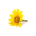 Colorful yellow flower isolated on  white background. Beautiful blooming blossom or orange floral for your design.  Clipping Royalty Free Stock Photo