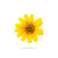 Colorful yellow flower isolated on  white background. Beautiful blooming blossom or orange floral for your design.  Clipping Royalty Free Stock Photo