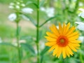 Colorful yellow flower wayside between sidewalk travel Royalty Free Stock Photo