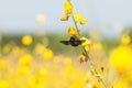 Colorful yellow flowers field in bright sunlight. Sunn hemp flowers are in bloom, bumblebee and bee flying while collecting a Royalty Free Stock Photo