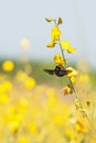 Colorful yellow flowers field in bright sunlight. Sunn hemp flowers are in bloom, bumblebee and bee flying while collecting a Royalty Free Stock Photo