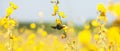 Colorful yellow flowers field in bright sunlight. Sunn hemp flowers are in bloom, bumblebee and bee flying while collecting a