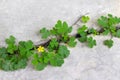 Colorful yellow flowers with green plant patterns growing through  in concrete cracks floor background and space Royalty Free Stock Photo