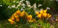 Colorful yellow flowers growing in a garden. Closeup of beautiful golden crocus flavus with vibrant petals from the Royalty Free Stock Photo