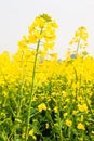 Colorful yellow flowers of mustard plant in full bloom on springtime, top tourist attraction in South China Royalty Free Stock Photo