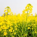 Colorful yellow flowers of mustard plant in full bloom on springtime, top tourist attraction in South China Royalty Free Stock Photo