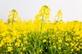 Colorful yellow flowers of mustard plant in full bloom on springtime, top tourist attraction in South China Royalty Free Stock Photo