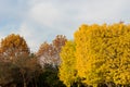 colorful yellow ginko leaves branch tree in showa kinen park, To Royalty Free Stock Photo