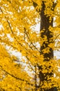 colorful yellow ginko leaves branch tree in showa kinen park, To Royalty Free Stock Photo