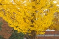 colorful yellow ginko leaves branch tree in showa kinen park, To Royalty Free Stock Photo