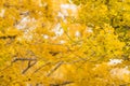 Colorful yellow ginko leaves branch tree in showa kinen park, To Royalty Free Stock Photo