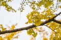 Colorful yellow ginko leaves branch tree in showa kinen park, To Royalty Free Stock Photo