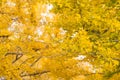 Colorful yellow ginko leaves branch tree in showa kinen park, To Royalty Free Stock Photo