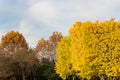Colorful yellow ginko leaves branch tree in showa kinen park, To Royalty Free Stock Photo