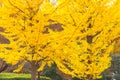 Colorful yellow ginko leaves branch tree in showa kinen park, To Royalty Free Stock Photo