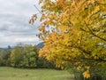 Colorful yellow, green, orange maple tree branches with meadow, forest and hills. Autumn landscape in Luzicke hory Royalty Free Stock Photo