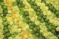 Colorful yellow green pattern of fresh roses, flower texture background, top view, floral abstract wallpaper for design Royalty Free Stock Photo