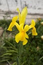Colorful Iris Pseudacorus flower in the garden Royalty Free Stock Photo
