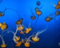 Colorful Yellow Jellyfish in Blue Water Royalty Free Stock Photo