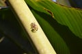 A colorful jump spider on a banana tree in Khao Sok in Thailand