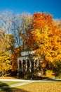 Colorful yellow leaves on a beech tree in autumn Royalty Free Stock Photo