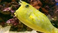 Colorful yellow Longhorn cowfish, Lactoria cornuta, also called horned boxfish swimming in aquarium near corals close up